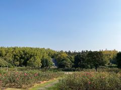 -宜兴龙背山森林公园