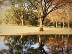 -上海共青森林公园