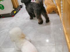 -有宠宠物(YOUCOIN·未来店)