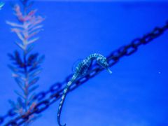 -上海海洋水族馆