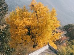 -潭柘寺景区