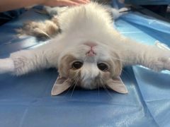 -动物缘宠物医院·骨科·猫科(西二环店)