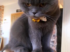 -猫的茶·猫咖