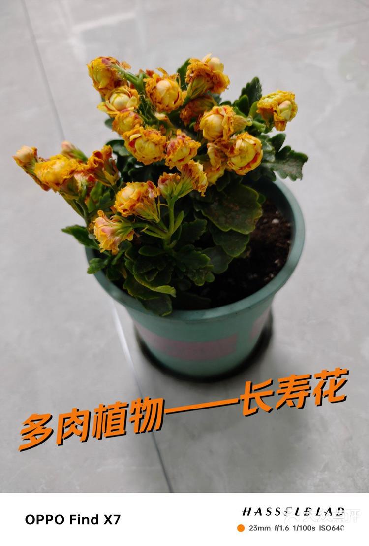 长寿花生长过程记录图片