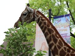 -野生动物园-停车场