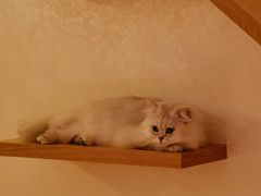 -猫腻·猫咖·撸猫馆(星光大道店)