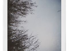 -顾村公园