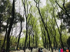 -柳浪闻莺公园