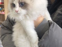 -瑞派福兴宠物医院犬猫全科·骨科·中西医结合(河东店)