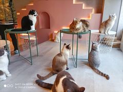 -猫儿山۰猫主题餐厅