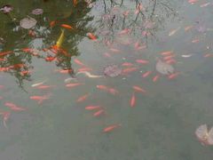 android_upload_pic-白马涧龙池景区