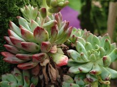 -呀路古热带植物园