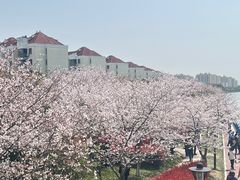 -高东镇樱花园