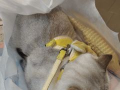-联合动物医院(光谷诊疗中心)