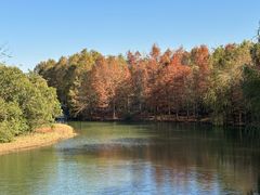 -上海海湾国家森林公园