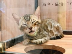 -袖虎·猫馆(体育西路店)