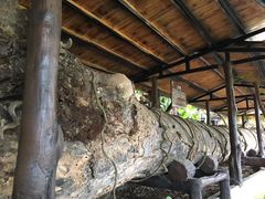 -海南槟榔谷黎苗文化旅游区