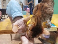 -猫色咖啡·猫咖