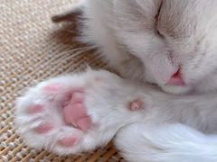 -猫にゃん · 猫的隐藏屋猫咖(麦地旗舰店)