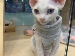 -袖虎·猫馆(体育西路店)