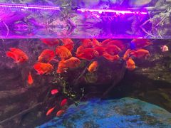 -梦幻海洋王国(吾悦广场张家港店)