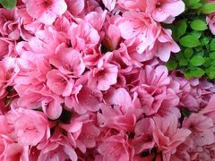 -双季花艺园艺市场(浦东店)