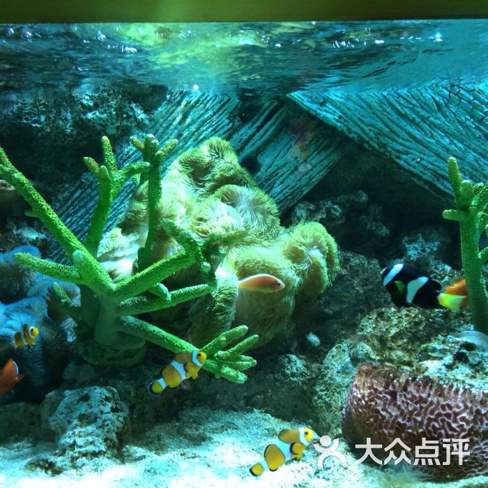 上海長風海洋世界圖片 - 第9088張