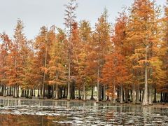 -白鹭湾湿地公园
