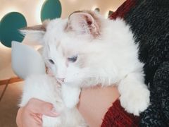 -飞行喵MR PILOT|猫舍·猫咖(静安大融城店)