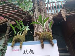 -呀路古热带植物园