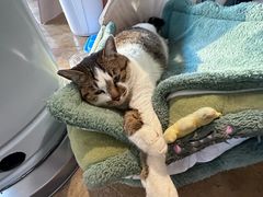 -琥珀川咖啡馆·Amber cafe(百祥路店)