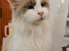 -共舞时光猫咖·狗咖(新街口店)