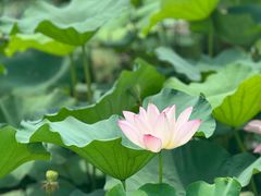 -长兴太湖图影湿地文化园