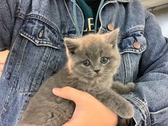 -喵zoo家庭繁育猫舍(尖东智能花园店)