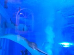 -成都浩海立方海洋公园