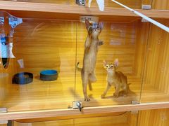 -猫十亿·布偶金渐层·曼基康矮脚猫舍(青年路店)