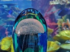 -迪拜帆船酒店海底餐厅