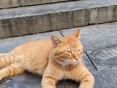 -鸡鸣赐茶(鸡鸣寺路店)