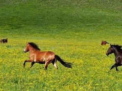 -塞罕坝国家级自然保护区