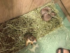 -藦茜花园宠物主题亲子互动体验馆(国顺东路店)