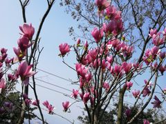 -重庆平顶山公园