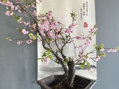 -石家庄市植物园