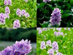 -白鹭湾湿地公园