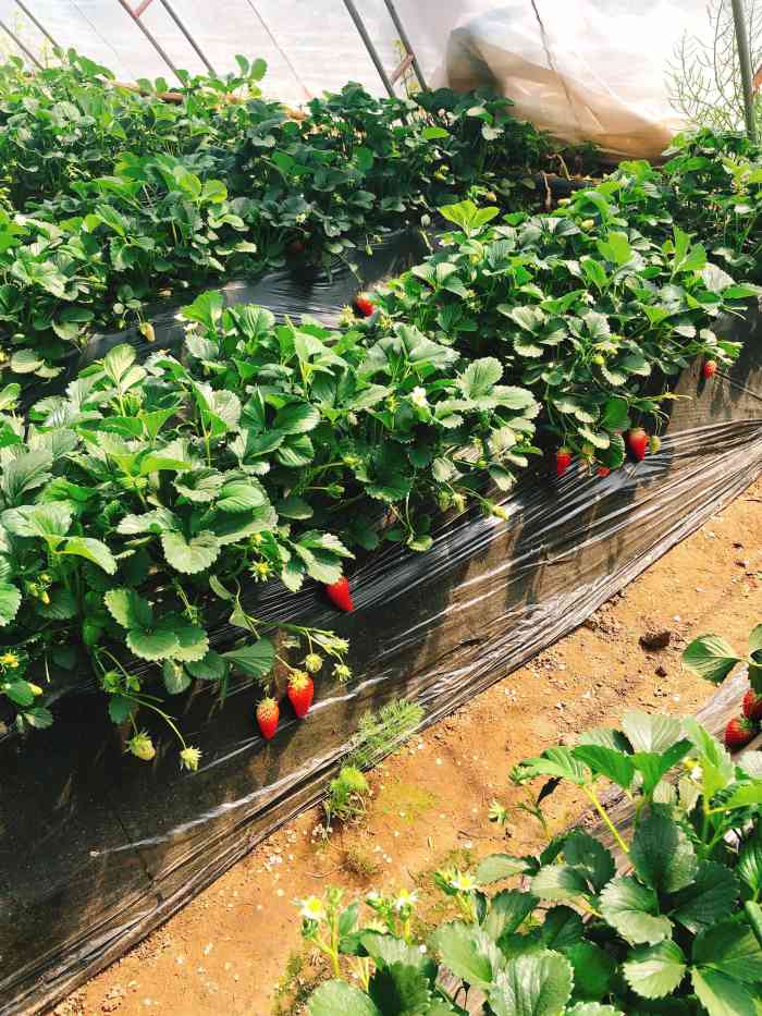 老李草莓采摘园-"这一块区域有好几家草莓采摘园和多肉大棚,.