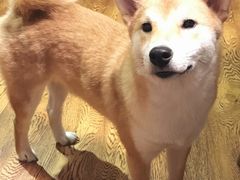 -柴务处·柴犬主题狗咖