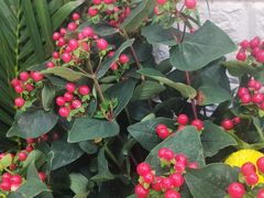 -雪蔓之鲜花气球派对(家佳源时代中心店)