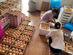 -南汇新场正宗水蜜桃采摘