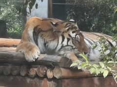 -昆明动物园