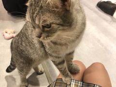 -猫儿山۰猫主题餐厅