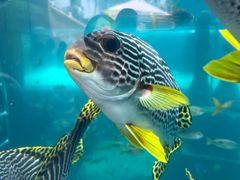 -亚特兰蒂斯水世界冒险乐园